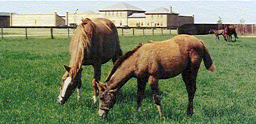 Freedom Farm Stud